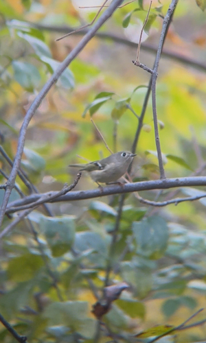 Ruby-crowned Kinglet