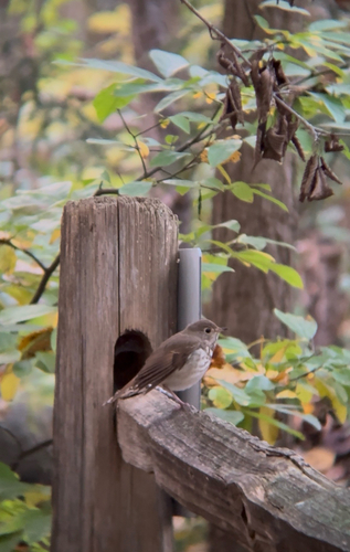 Hermit Thrush