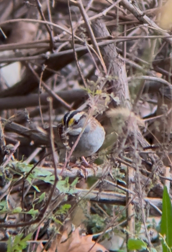 White-throated Sparrow
