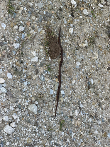 DeKay's Brownsnake