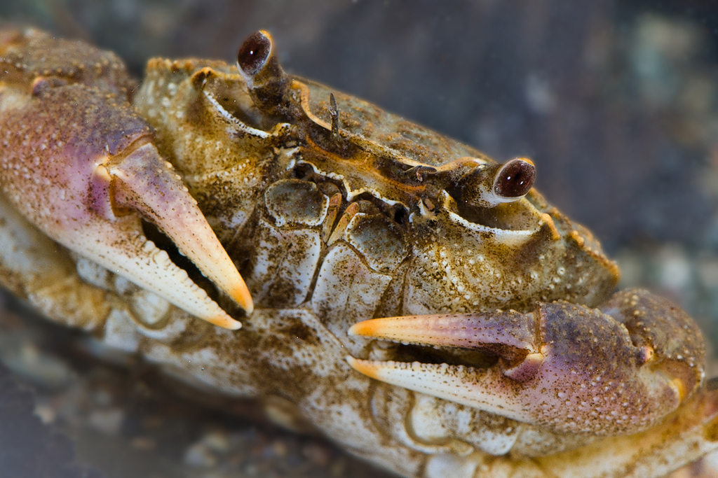 Mediterranean Freshwater Crab On May 05 2012 At 0106 Pm By Giuseppe