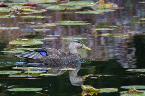 American Black Duck