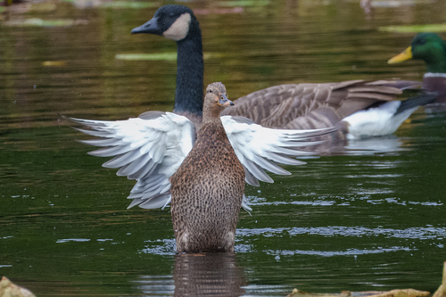 Mallard