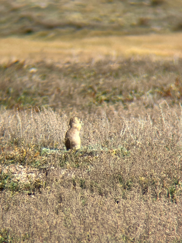 Gunnison's Prairie Dog observed by joshua28