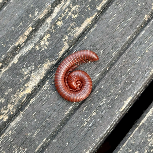 Rusty Millipede