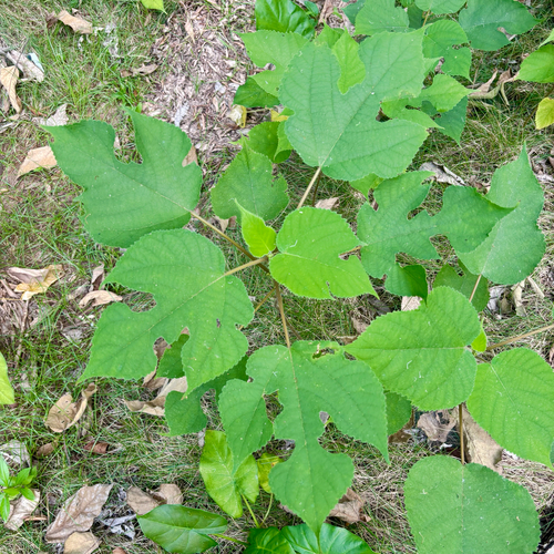 Paper mulberry