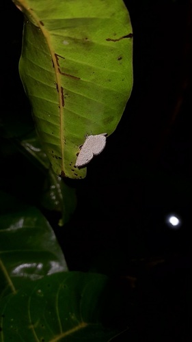 Apefly