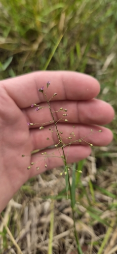 Swamp Millet