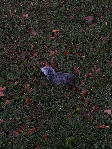 Eastern Gray Squirrel