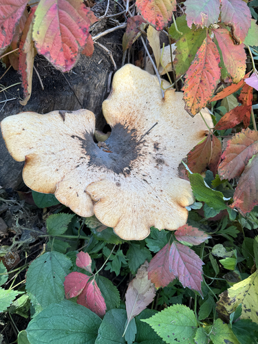Dryad's Saddle