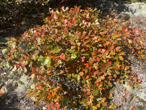 bear oak