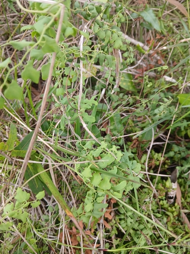 Climbing Maidenhair
