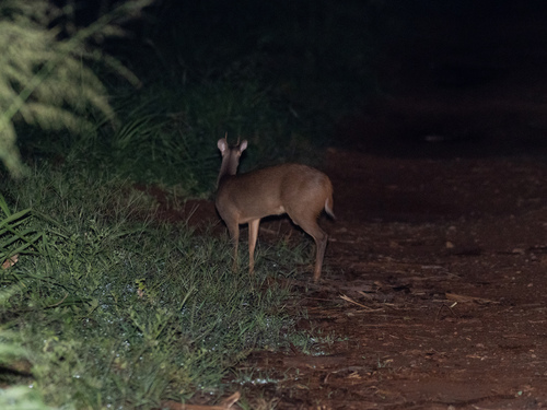 Southern Brown Brocket