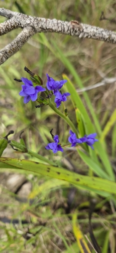 Blue corn-lily