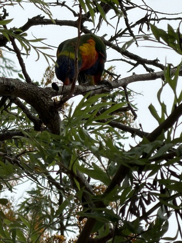 Rainbow Lorikeet