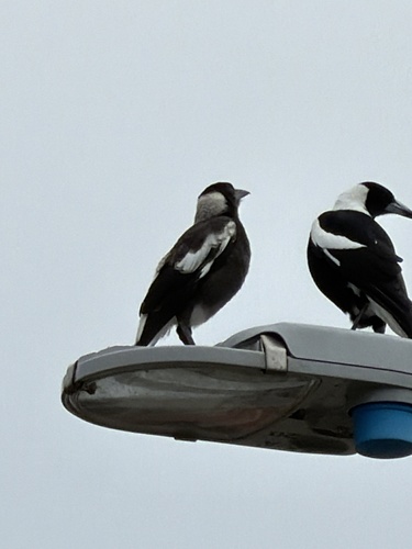 Australian Magpie