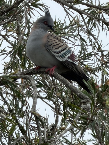 Crested Pigeon