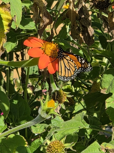 Monarch