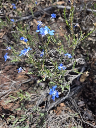 Blue Leschenaultia