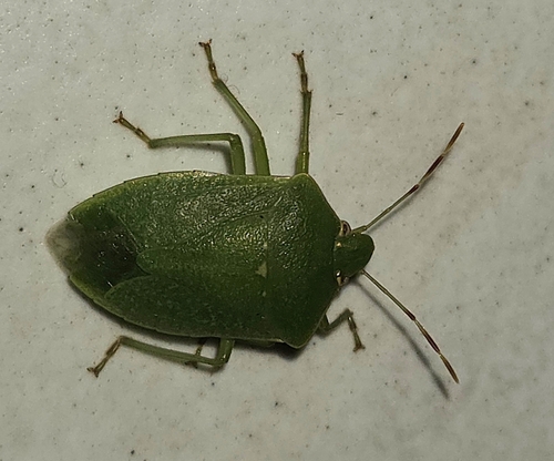 Southern Green Stink Bug