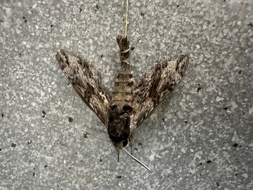 Convolvulus Hawkmoth