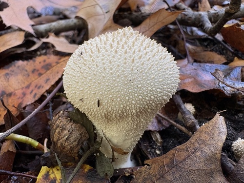 common puffball