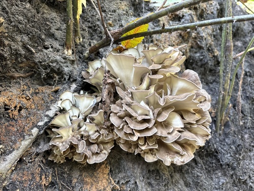 hen of the woods