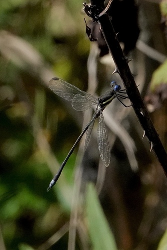 Great Spreadwing