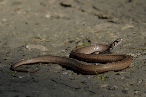 DeKay's Brownsnake