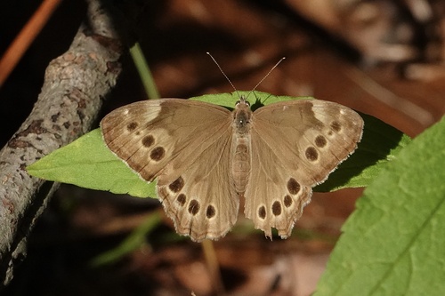 Northern Pearly-eye