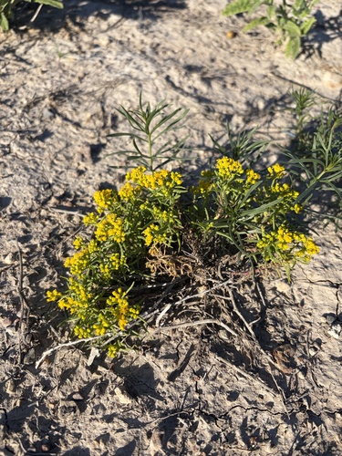 Threadleaf Glowwort