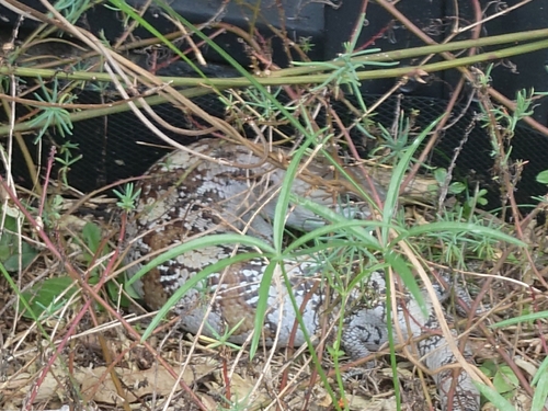Common Bluetongue