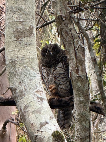Powerful Owl