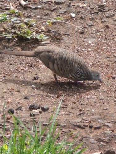Zebra Dove