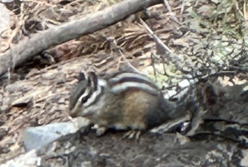 Shadow Chipmunk observed by odmatt