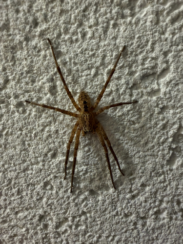 Mediterranean Spiny False Wolf Spider