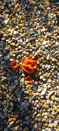 orange peel fungus