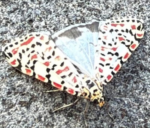 Crimson-speckled Flunkey
