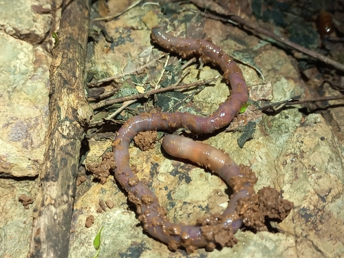 Pontoscolex cynthiae (Pontoscolex cynthiae)