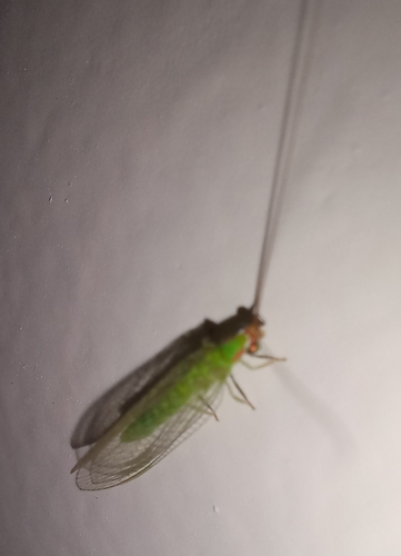 Smith's Green Lacewing (Ceraeochrysa smithi)