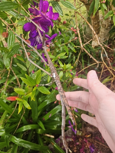 Titan Stick Insect