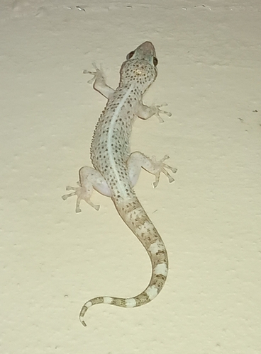 Salamanquesa vientre amarillo (Phyllodactylus tuberculosus)