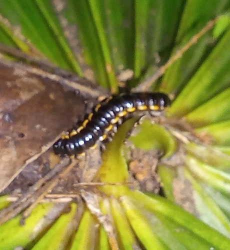 Milpiés asiático (Orthomorpha coarctata)