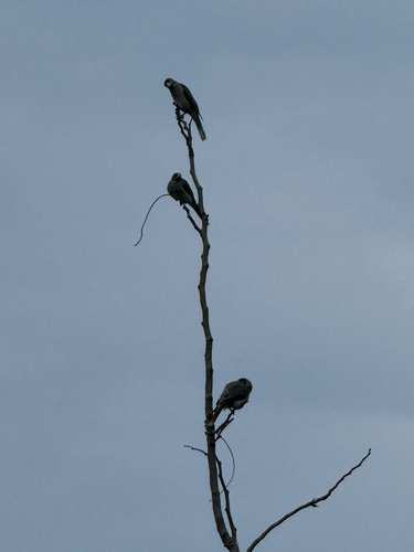 Noisy Miner