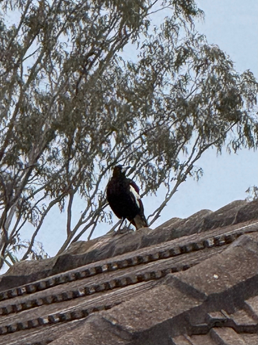 Australian Magpie