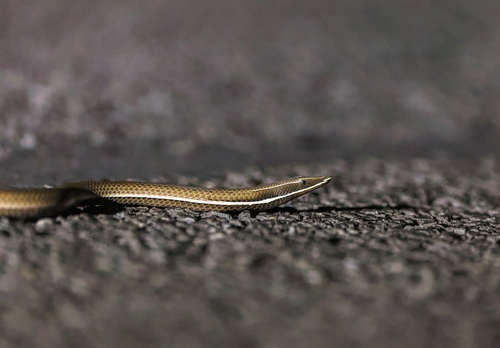 Burton's Legless Lizard