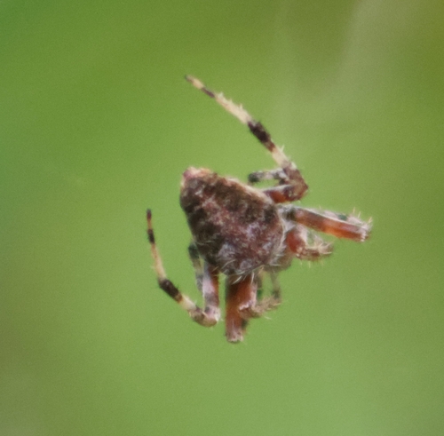 Spotted Orbweaver