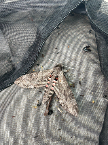 Convolvulus Hawkmoth