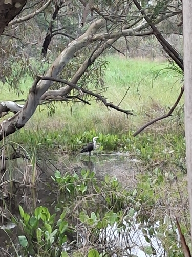 White-necked Heron