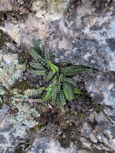 maidenhair spleenwort